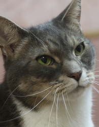 Tully Cat Raynham, MA | Raynham Veterinary Hospital, Inc.